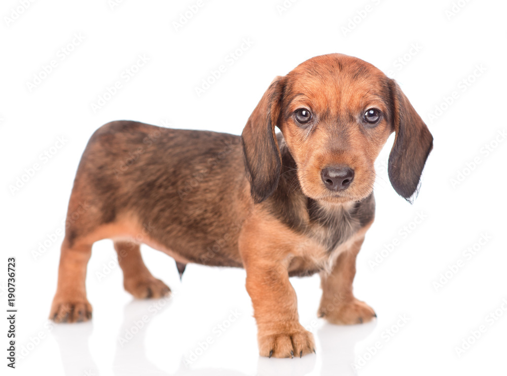 portrait of a dachshund puppy. isolated on white background