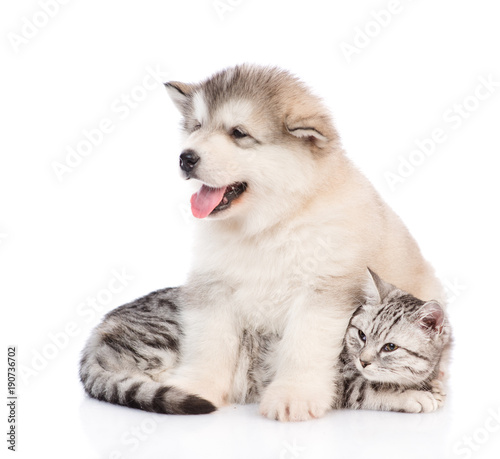 Alaskan malamute puppy hugging a cat.  isolated on white background © Ermolaev Alexandr