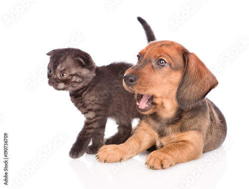 dachshund puppy with kitten.  isolated on white background