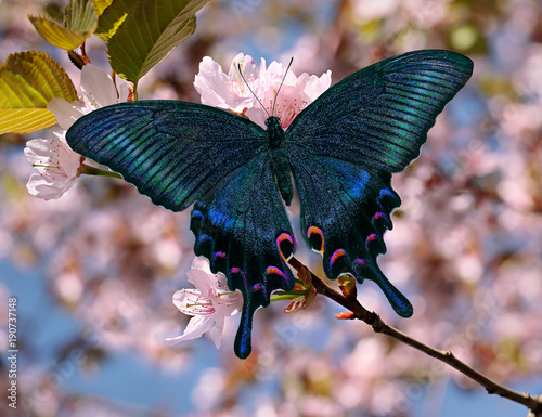 Black swallowtail or papilio maackii butterfly on oriental cherry blossom photo