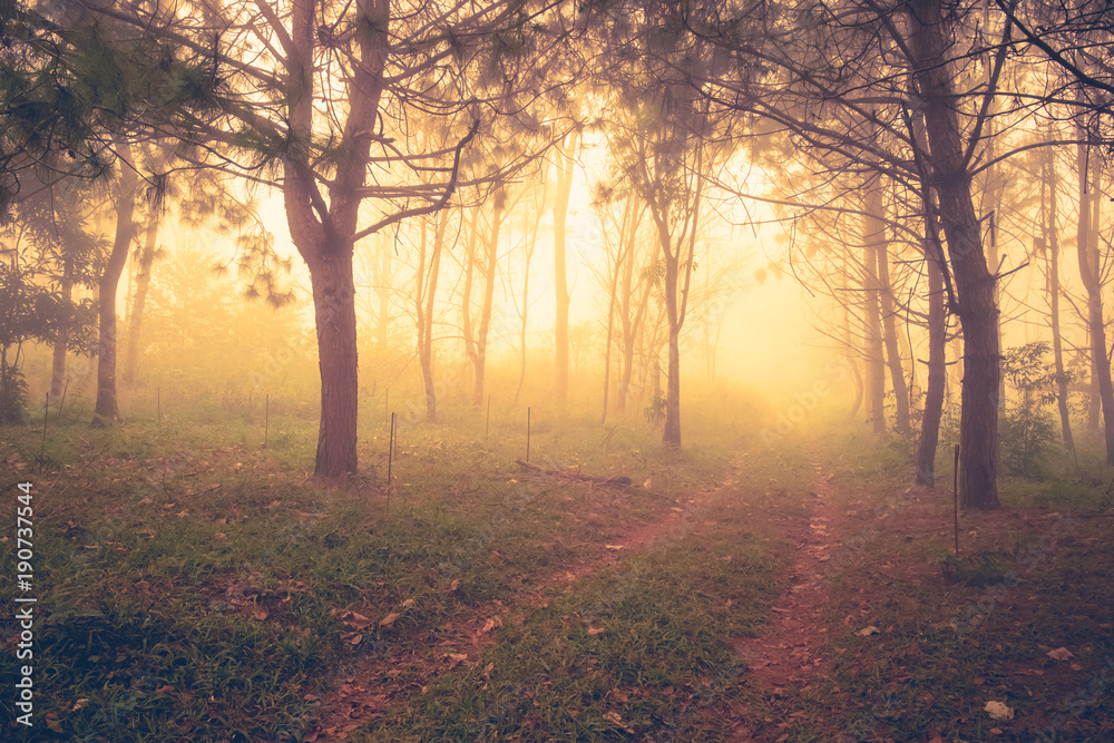 Forest in the Mist