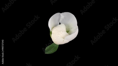 Time-lapse of opening white peony (Paeonia) flower 1x1 in PNG+ format with ALPHA transparency channel isolated on black background, top view
 photo