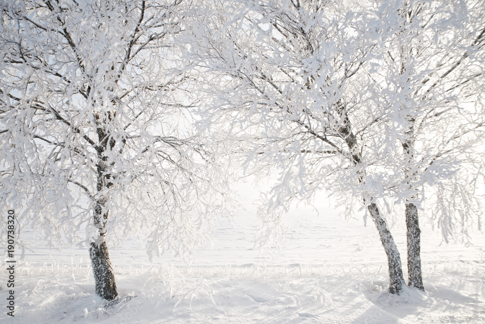 Birch tree in a cold winter landscape with snow and frost Birch tree in a cold winter landscape with snow and frost