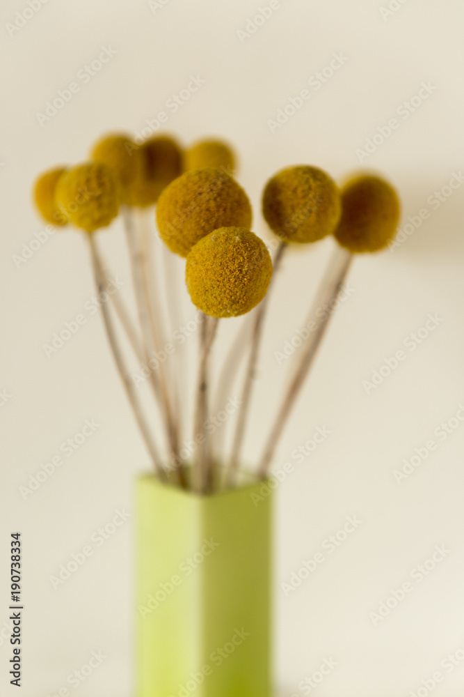 Dried Billy Buttons in Green Rectangular Vase Dried Billy Buttons in Green Rectangular Vase