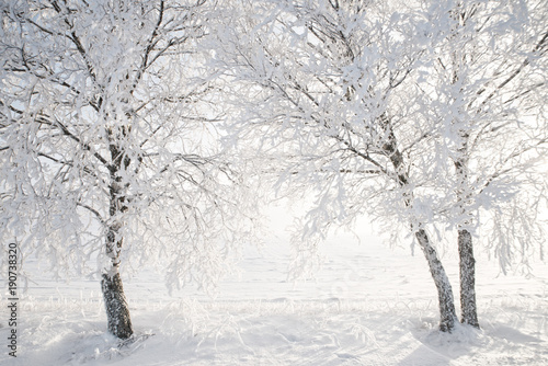 Birch tree in a cold winter landscape with snow and frost © Conny Sjostrom