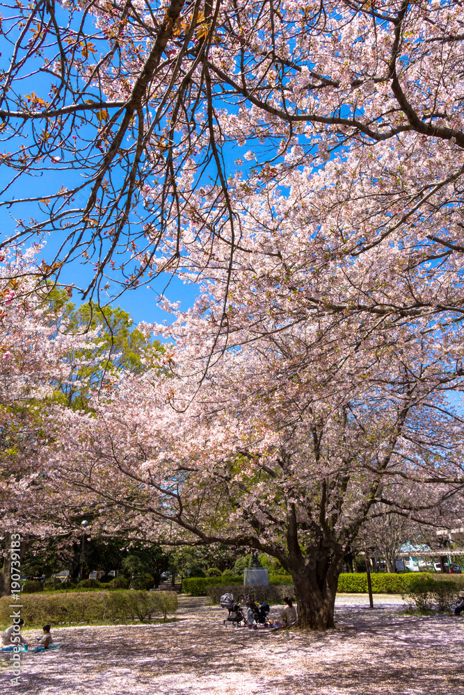 Cherry blossoms blooming park / Mitaki Park in Funabashi City, Chiba Prefecture, Japan Cherry blossoms blooming park / Mitaki Park in Funabashi City, Chiba Prefecture, Japan