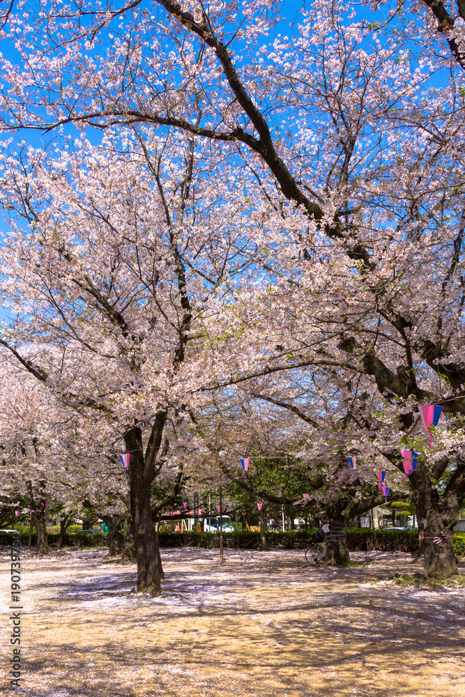 Cherry blossoms blooming park / Mitaki Park in Funabashi City, Chiba Prefecture, Japan Cherry blossoms blooming park / Mitaki Park in Funabashi City, Chiba Prefecture, Japan
