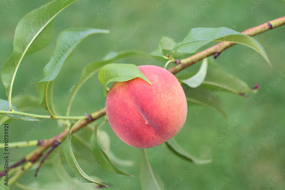 Peach on a branch Peach on a branch