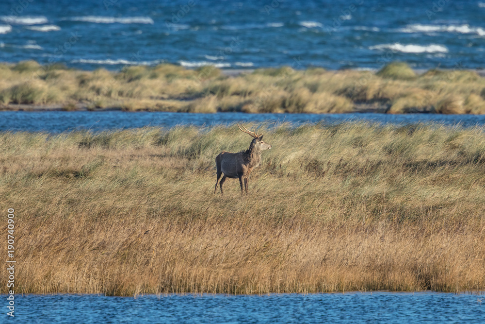 Fototapeta premium hirsch am meer