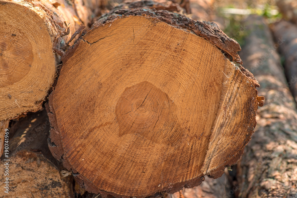 Cut tree trunk close up
