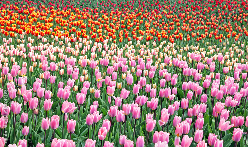 Colorful tulips in the garden. Kekenhof - Netherlands