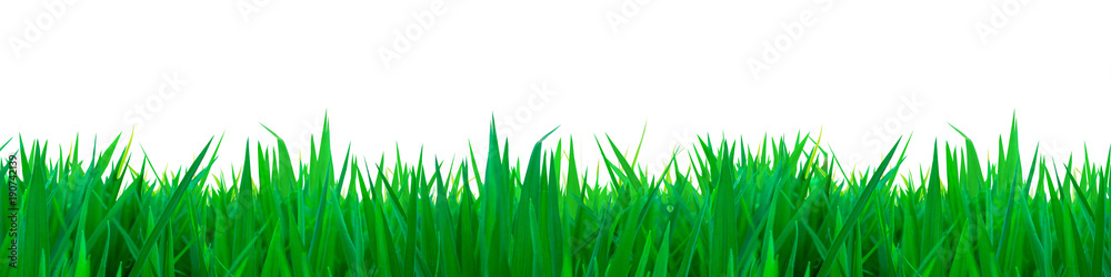 Fototapeta premium Green grass white background textures clipping path and selection path