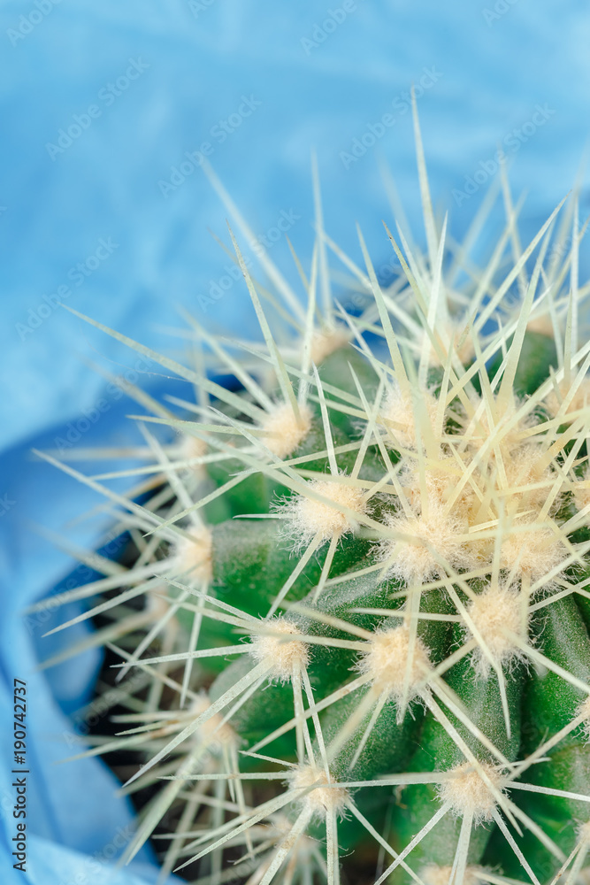 Obraz premium Cactus close up on the blue background