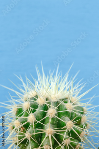 Cactus close up on the blue background