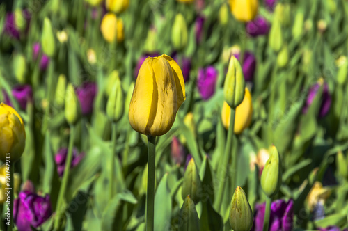 Plantacja kolorowych tulipanów