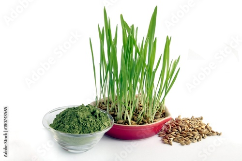 barley grains,sprouts and grinded dried green germs  photo