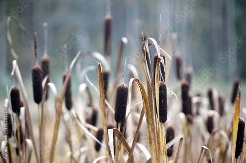 Картината върху платно Common bulrush or cat’s-tail, Typha, latifolia