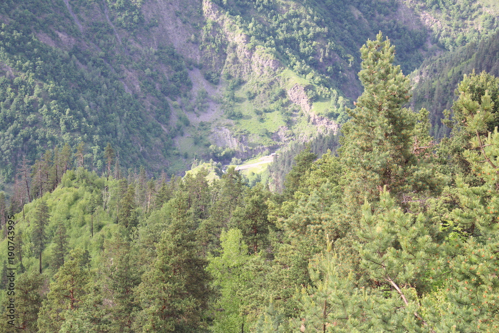 Obraz premium treees