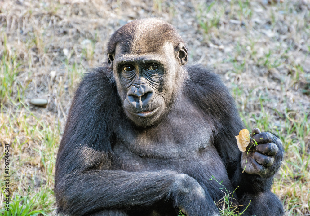 Western lowland gorilla is posing Western lowland gorilla is posing
