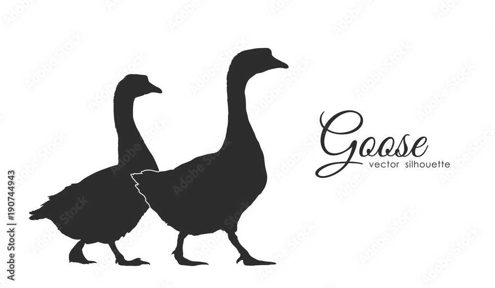 Isolated silhouette of couple geese on white background.