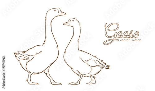 Hand drawn isolated Geese on white background. Line design