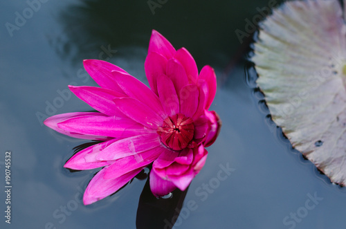 lily