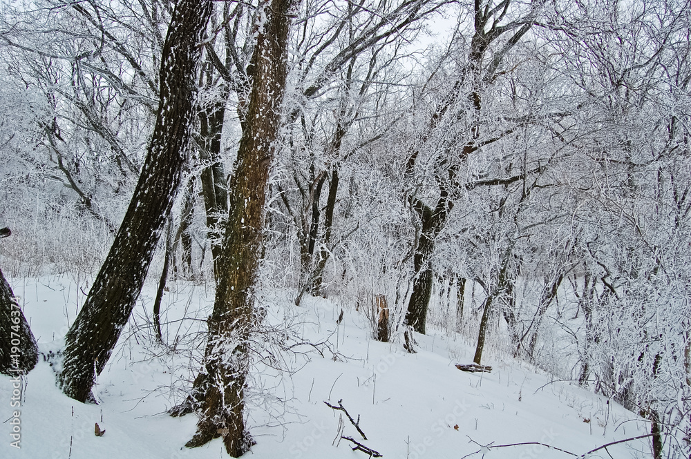 Trees in the snow in a snow-covered forest after a snowstorm Trees in the snow in a snow-covered forest after a snowstorm