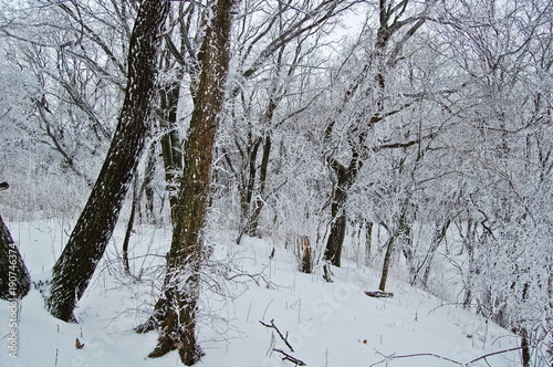 Trees in the snow in a snow-covered forest after a snowstorm