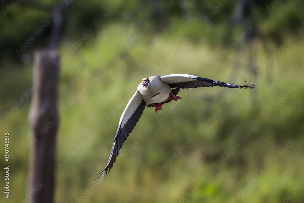 Egyptian Goose in Mapunbugwe National park, South Africa Egyptian Goose in Mapunbugwe National park, South Africa