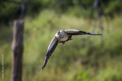 Egyptian Goose in Mapunbugwe National park, South Africa