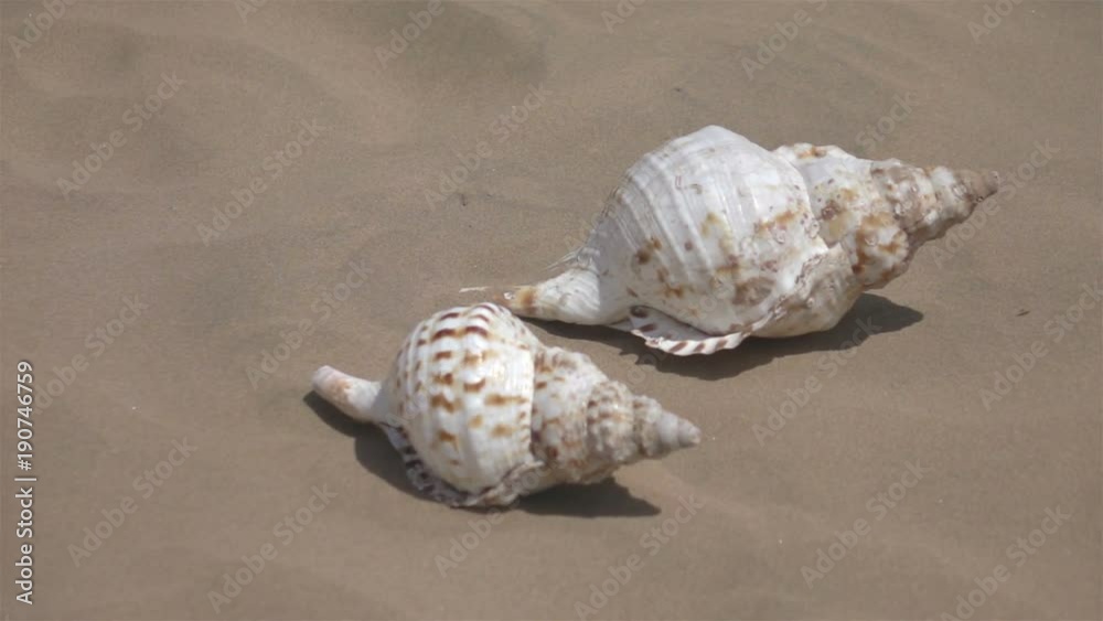 High quality video of shells on the beach in real 1080p slow motion 250fps High quality video of shells on the beach in real 1080p slow motion 250fps