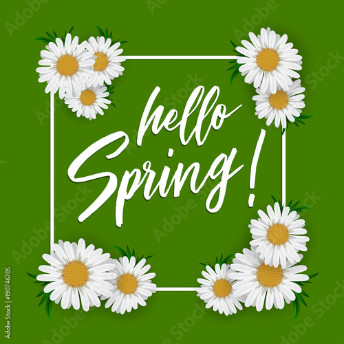 Hello spring. Vector illustration with chamomile on green background
