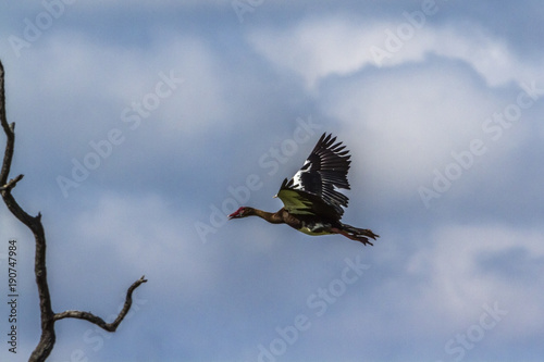 Spur-winged Goose in Mapunbugwe National park, South Africa photo
