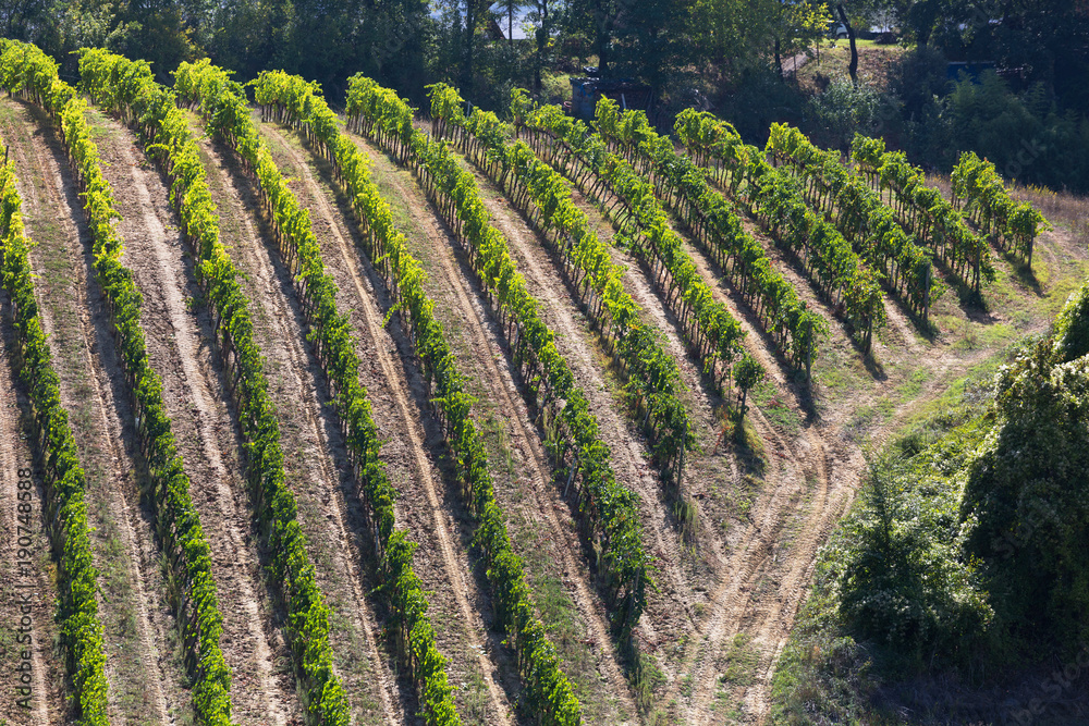 Grapevine close up, vineyards of Tuscany, Italy