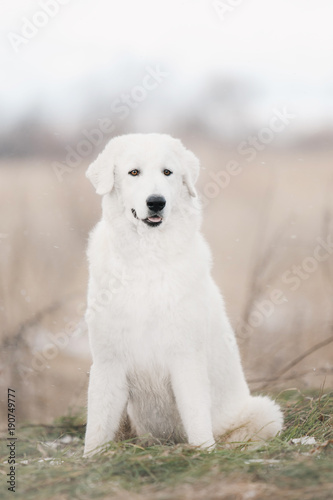Maremma white dog sits in snow in a forest photo