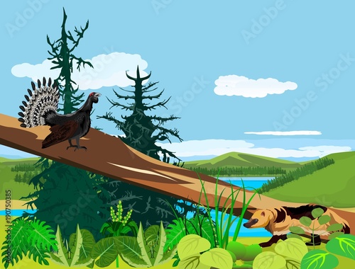 Colored vector illustration of summer northern forest, capercallie on the tree trunk, trees, animals, wolverine, capercallie.
