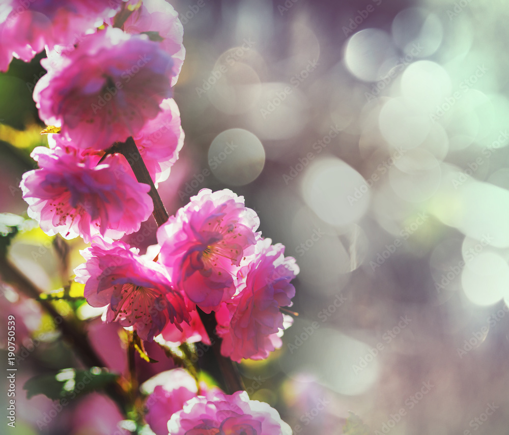 Almond tree Almond tree