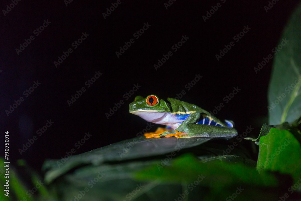 Frog in Costa Rica