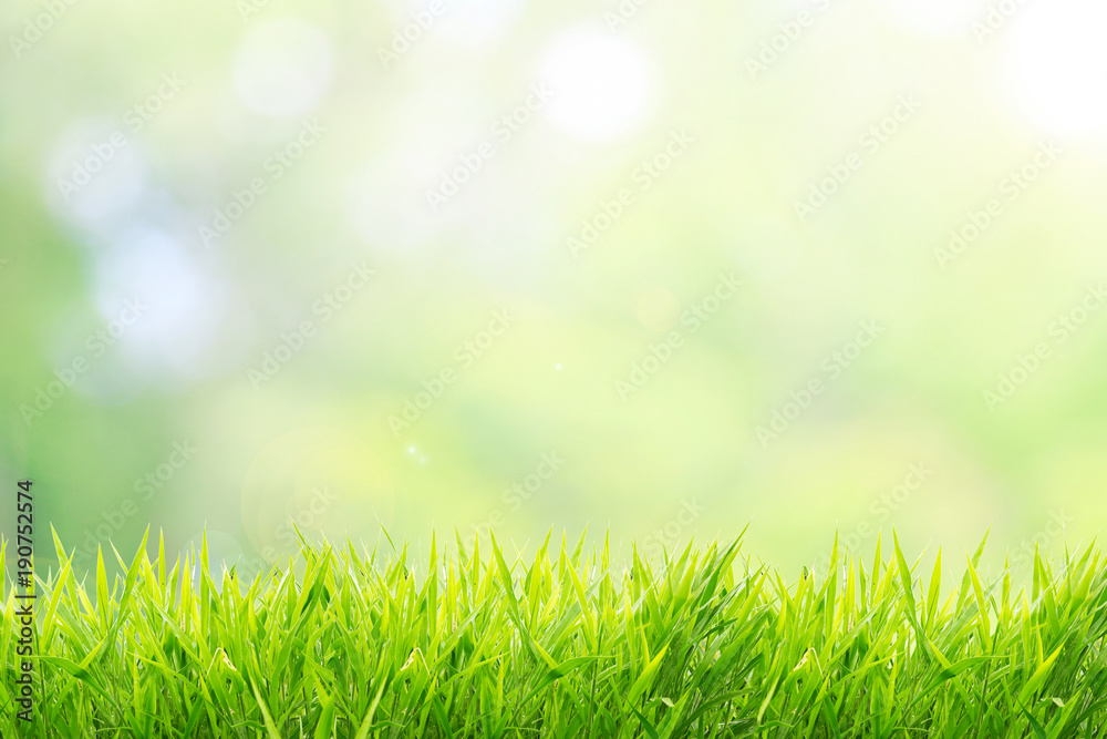 Naklejka Naturalne zielone tło z wiosną lub latem