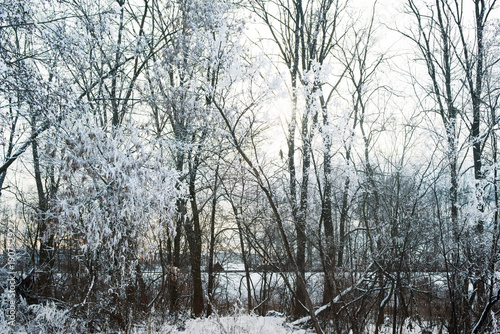 Snow-covered trees. Winter landscape © isavira