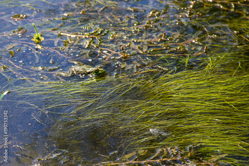 Frog in swamp