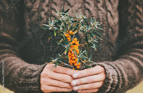 Woman hands holding sea buckthorn  berries organic food Healthy Lifestyle plant fresh picked cozy knitted sweater