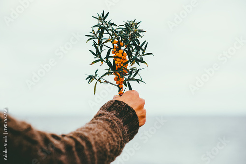 Konstfotografi Woman hand holding sea buckthorn  berries outdoor organic food Healthy Lifestyle
