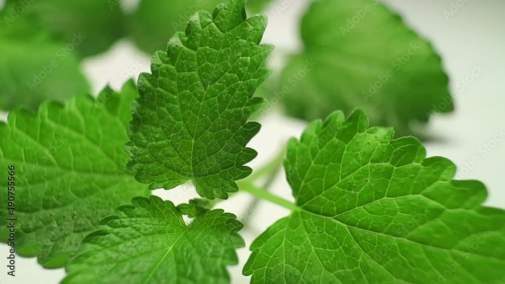 Herbal tea. Fresh oregano and mint close-up. Full HD video. Herbal tea. Fresh oregano and mint close-up. Full HD video.