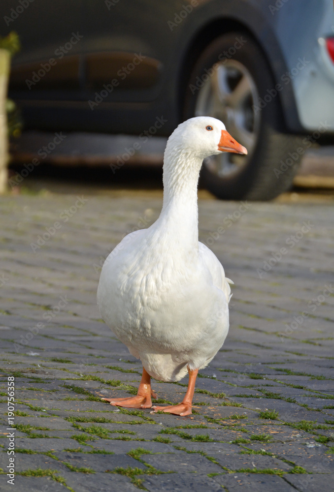 gans auf der strasse am seebach in westhofen gans auf der strasse am seebach in westhofen