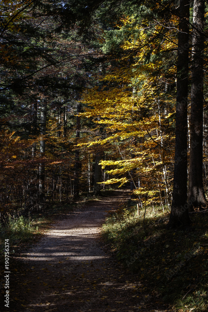 Obraz premium hiking path in autumn in a forest with trees with yellow leaves