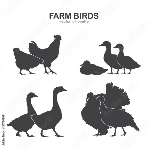 Vector illustration: Set of farm birds silhouette