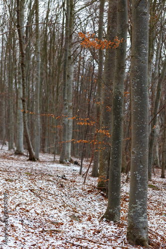 Wallpaper Mural Winter in the forest Torontodigital.ca