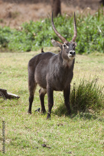 Waterbuck