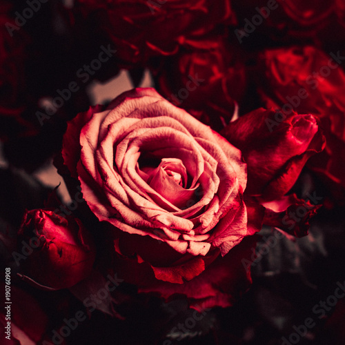 Close-up of a vintage Gothic scarlet rose